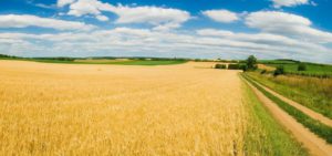 kredit-seliskoe-xozyaistvo Кредиты на развитие сельского хозяйства